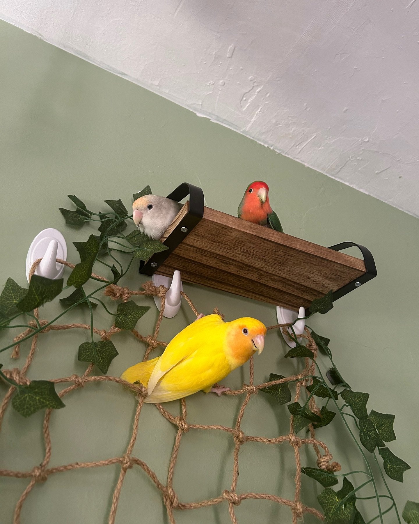 bird_tails_1725387951_3449126581644465105_6022826906